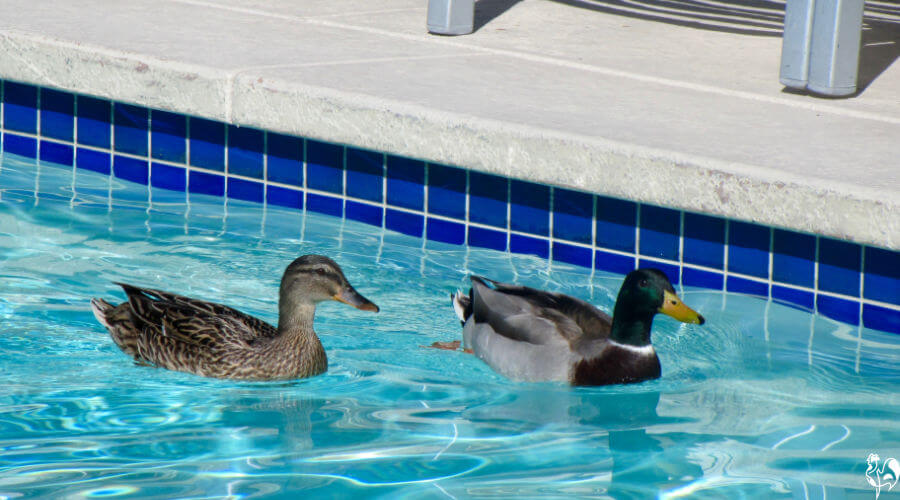 How to Keep Ducks Out of Your Pool Once and for All!